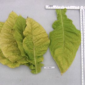 Virginia 724, Tobacco Seed